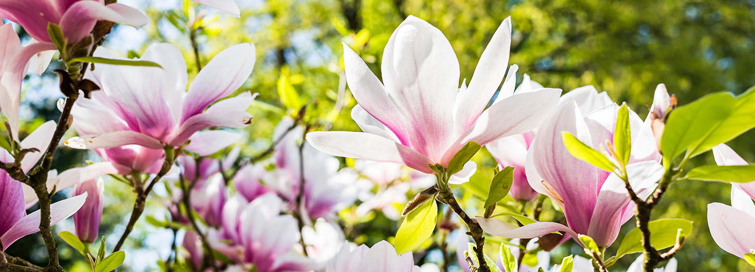 april showers bring may flowers